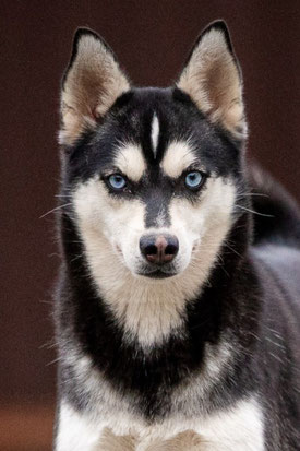Rosie, Weibchen, geb. 11.24, Alaskan Klee Kai, schwarz-beige, ca 35 cm groß, 9 kg