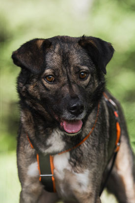 Nastya, Weibchen, geb. 9.20, Mischling, grau, 57 cm groß, 25 kg