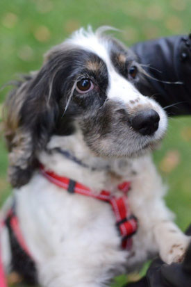 Kellis, Weibchen, geb. 1.20, Russischer Spaniel-Mischling, weiß-schwarz, 40 cm groß, 17 kg