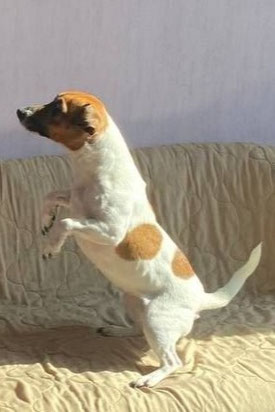 Julie, Weibchen, geb. 6.22, Jack Russell Terrier, weiß-braun, ca 25 cm groß 9 kg