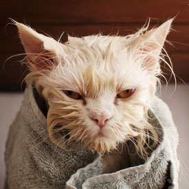 Grooming Catagonia