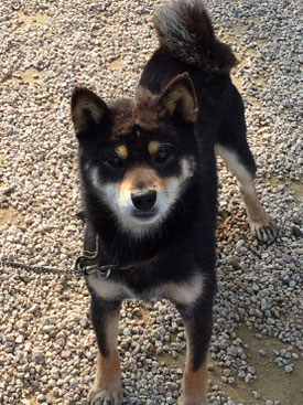 柴犬のムサシ君の写真