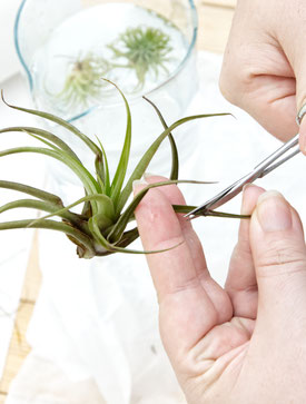 How to revive your Air Plant after the summer holidays, step by step tips and tricks by PASiNGA blog