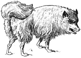 Brasch: Spitzhundt aus dem 18. Jahrhundert, sog. "Haidhund"
