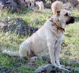Kangal Herdenschutzhund Stachelhalsband