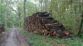 Les avantages de la forêt vus sous l'angle économique