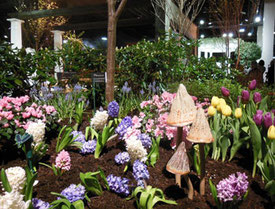 An Exhibit of Spring Bulbs at the 2015 Show