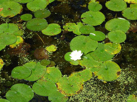 Water Lilies are Native Species at Broadmoor