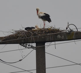 Weißstorchpaar auf dem Strommast am Äbtissensee im Frühjahr 2020