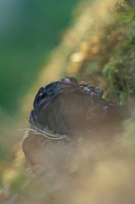 Nahaufnahme der Frühjahrslorchel Gyromitra esculenta