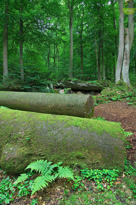 Riesige Sandsteinsäulen mitten im Wald