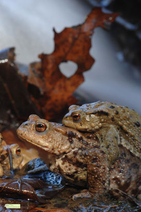 Weibliche Kröte trägt Männchen mit Wasserfall im Hintergrund