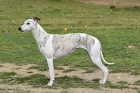 Nos Whippets Une Histoire Sans Fin