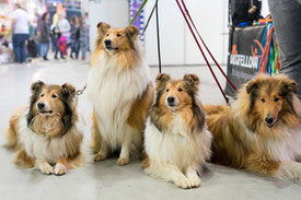 Jolly, Elea, Eileen und Gradey