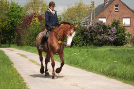 joy with horses Freude mit Pferden KSS