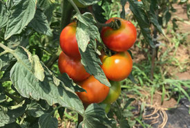 有機無農薬野菜。トマト、ナスの苗植付体験。農業体験と収穫体験を開催中。様々な農業体験が可能な観光農園。