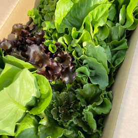 有機無農薬野菜。イタリアンレタスの苗植え体験。農業体験と収穫体験を開催中。様々な農業体験が可能な観光農園。