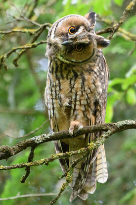 Waldohreule (Foto: Eberhard Körner)