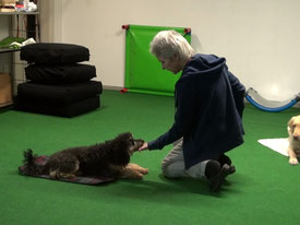 Tricktraining mit zwei Hunden erfordert Konzentration (Clickerkurs)