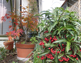 鉢植えのもみじにもまだ青さが残る