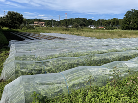 有機無農薬野菜。キャベツ、ブロッコリー、カリフラワーの植付体験。農業体験と収穫体験を開催中。様々な農業体験が可能な観光農園。