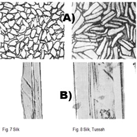Fig7: Soie Fig22: soie A) Coupe transversale et B) Allure longitudinale . TUSSAH: variété de soie produite par une chenille en particulier