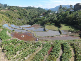 Batad-Banaue-Bontoc-rijstteras-rijstveld-Filipijnen