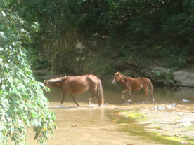 Amboro-nationaal-park-Bolivia-Buena-Vista-paard-rivier-veulen-natuur