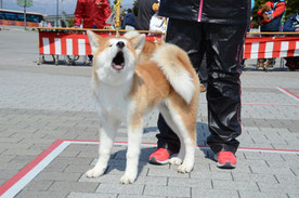 あくび?遠吠え?わおおーーーん