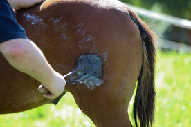 Narben entstören nach dem Brandzeichen beim Pferd