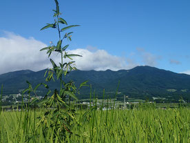 稲より雄々しいクサネム・・・