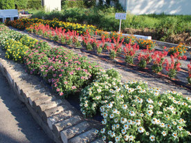 令和７年度の花壇の写真