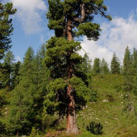 Zirbenbaum
