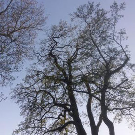 Waldspaziergang