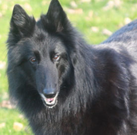 Voici le dernier des loups de la Tiarde né le 30 aout 2022 fils de notre lice sable S.R. Nuance Grise des Petites Merveilles d'Alloa et du superbe étalon fauve Corsini Red Affair de Mme Jolanda Prins  Thor reste à l'élevage dont il sera peut-être un étalo