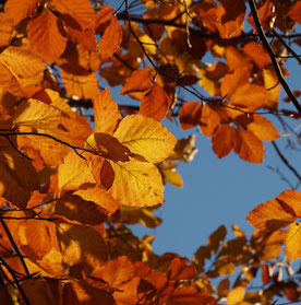 Herbstlaub vor blauem Himmel