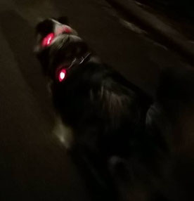 Capone avec la lumière Ruffwear et le collier lumineux.
