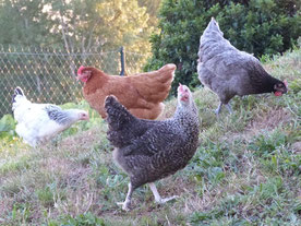 poules dans le jardin aux Gites des Camparros