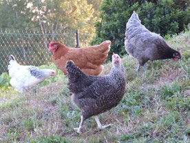 4 poules de couleurs différentes en liberté dans le jardin