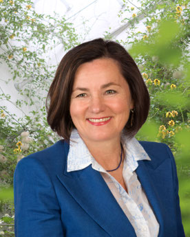 Bambus Gartenlandschaften