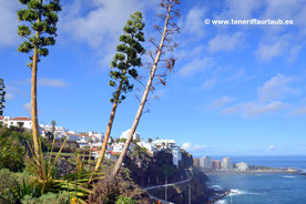 NEU! Jardin de la Costa