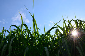Schilf, blauer Himmel und Sonnenschein 