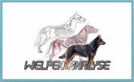 Japan Akita, Hund, Zucht, Hundezucht, Welpenanalyse, Hundeanalyse, Doris Walder, Eva Holderegger Walser