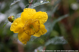 Ecosse, fleur jaune, fleur mouillée, gouttes, eau, feuille verte