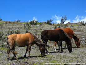 Equateur, andes, chevaux, herbes, paysage campagne, pastoral, colline 