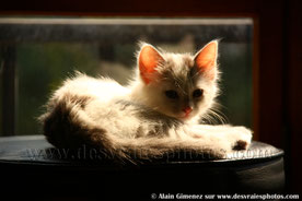 Bébé chat, chaton, petit chat, chat blanc, tabouret noir, clair obscur