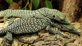Varanus kordensis
