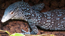 Varanus macraei 