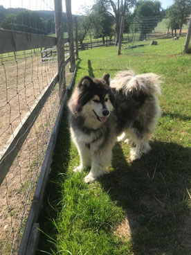 Jerry- sibir. HuskyRüde - geb. 2019 - kastriert. Unser lustiger Vogel sucht ebenso sein Zuhause für IMMER 