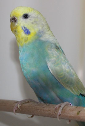 Thelma - Ringnr. 542, geschlüpft am 26.8.2015, Rainbow in Dunkelblau
